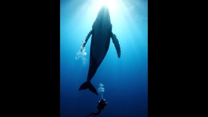 快播在线观看 - 深蓝星球：探索海洋深处的未知世界